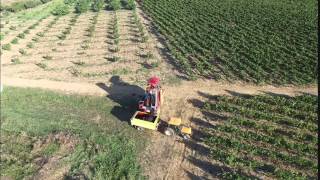 vignerons de Fontès au travail en 2015 . Reproduction interdite pour la publicité ©