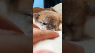 Wanna 💋 #trending #viralvideo #animals #dog #doglover #pets #shiba #puppy #fypシ゚viral #shorts