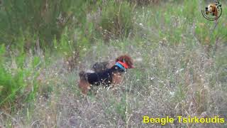 Eπιλεκτικη Eκτροφη Beagle Tsirrkoudis..εκπαιδευτικό 10/8/2017