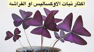 نبات الفراشه او الاوكساليس و اكثاره بسهوله بالدرنات