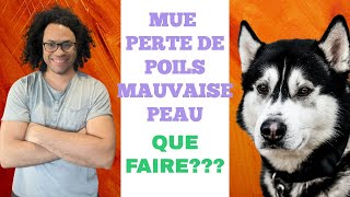 Mue excessive, perte de poils, mauvaise peau : Regarde la vidéo