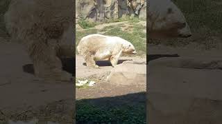 EL OSO BLANCI POLAR Lincoln Park Zoo VIAJE A CHICAGO | VIAJAR AUDIOVISORES SHORTS