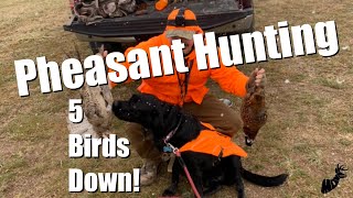 PHEASANT HUNTING | 5 BIRDS DOWN AT PHEASANT VALLEY FARM