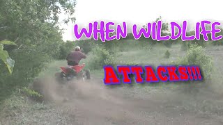 HONDA TRX 450R | RIDING | WILDLIFE ATTACK