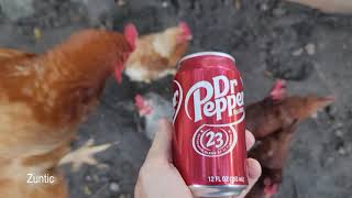 Chickens try Dr Pepper. Will chickens drink Dr Pepper?