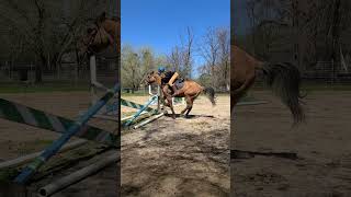 Edit old video #BethanyShowJumps #dressage #horse #shortvideos #equestrian #riding #horsetype