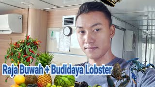 GO GREEN ❗ MENANAM BUAH BUAHAN DAN MENANAM CABAI DI POLYBAG #gogreen #youtube #kingfruit #trending