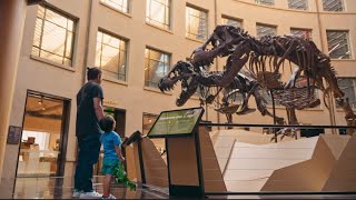 Meet Peter and Barbara the T. rex at Auckland Museum