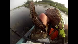 The Snakehead Wrangler returns!   Snakehead Fishing NJ