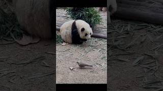 #熊猫 #cute #panda 欲擒故纵！这是花花为数不多的心眼子