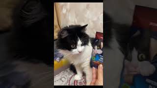 Ты или не ты? #котик #cat #котвидео #кошкивидео #котики