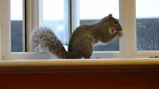 The squirrel family of 4 🐿️🐿️🐿️🐿️ #familygoals #naturelovers