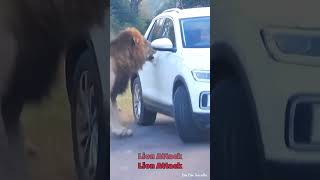 Lion Attack Short | shocking Video | scary 😱  | Kruger National Park South Africa | #bestshorts