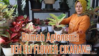 Ketemu Aglonema Stardust Orange di Rumah Aglo Teh Eli Flower Cikarang