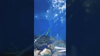 Dubai live Real Crabs 🔥🔥 Dubai water Front Market #shorts #viral #viralvideo #dubai