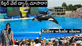 killer Whale Show 🐋 || Dolphins || Sea world in USA||Telugu vlogs from USA