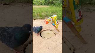 Simple Pigeon Trap #shorts