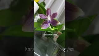 Yeni açan özel türlerim #orchid #orkide #plants #flowers #orchids #çiçek #flower