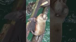 Sealion at Santa Cruz