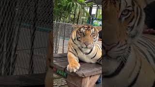 Tiger almost attacked us in pattaya #tigerparkpattaya #trending #travel #music