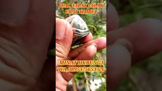 jual tapak jalak urat timbul