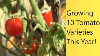 (Video 12) 10 Varieties of tomatoes in my garden | Myths vs Truths about growing tomatoes.