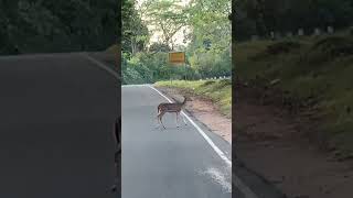 Spotted Deer crossing road 🦌