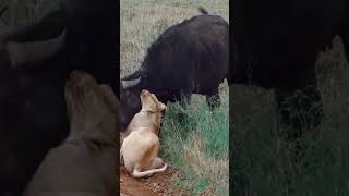 lion animals wildlife bestvideo foryou