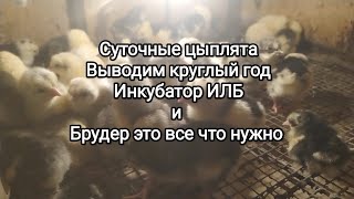 Суточные цыплята выводим круглый год. Инкубатор ИЛБ и Брудер это все что нужно.