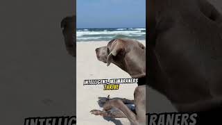 Facts About Weimaraner Dogs