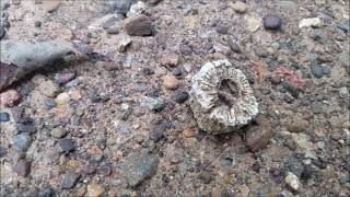 Fossils And Limestone