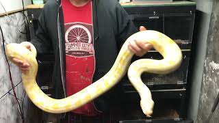 New addition Albino Burmese Python just Picked up at a Reptile Show