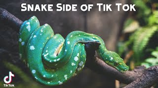 Snake Side of Tik Tok