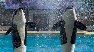 Orca Encounter at SeaWorld Orlando 3.16.24