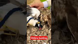 shikra hunting 😍 #birds #eaglehunting #shikratraining #animals #pakistanbirds #nature