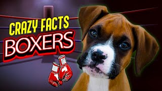 Are Boxers Good Family Dogs? 🐕Are Boxers Good Dogs?