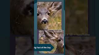 Zombie Deer Disease: Nature's Horror Show | HowSmart.net Trivia |  #smarttrivia