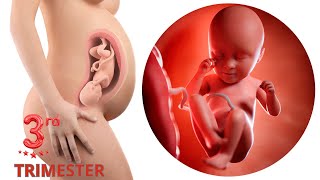 Third trimester 🤰3D animated pregnancy👼Difficulty 3rd trimester🫄