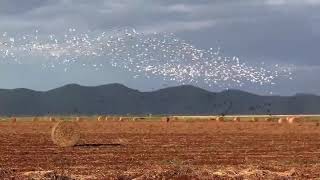 Birds group fly in sky Engles nature Relaxing bird's sounds weather sky