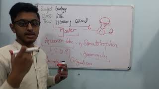 biology 10th chapter 12 pituitary gland