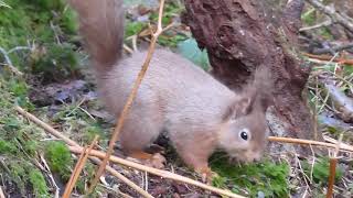 A red squirrel in Donard Forest