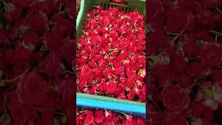 Rose flowers #roses #roseday #dasara #dasaralightings #yt #ytshort #ytviral