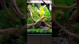 SHOWROOM AQUASCAPES #aquascaping #fishtank #plantedtanks #aquariumhobby #aquariums #aquatics