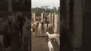 Baby goats kids playing