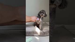 Grooming Your Pet #shorts