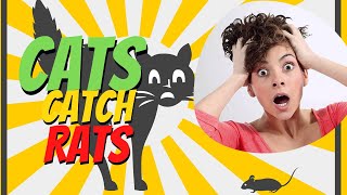 CATS CATCH ZHE RATS AND MICE - CAT VS RAT Compilation