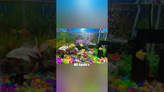 Community Fish Tank| Community aquarium| Goldfish Tank #aquriamfish #fishkeeping #youtubeshorts