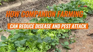 How Companion Planting  Can Reduce Pest Attack in Your Vegetable Farming #companion-planting #farm