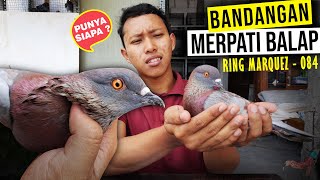 BANDANGAN MERPATI BALAP RING MARQUEZ 084 - PUNYA SIAPA ????