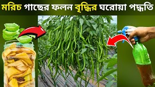 মরিচ গাছের ফলন বৃদ্ধির ঘরোয়া পদ্ধতি - Boost Your Chili Harvest!